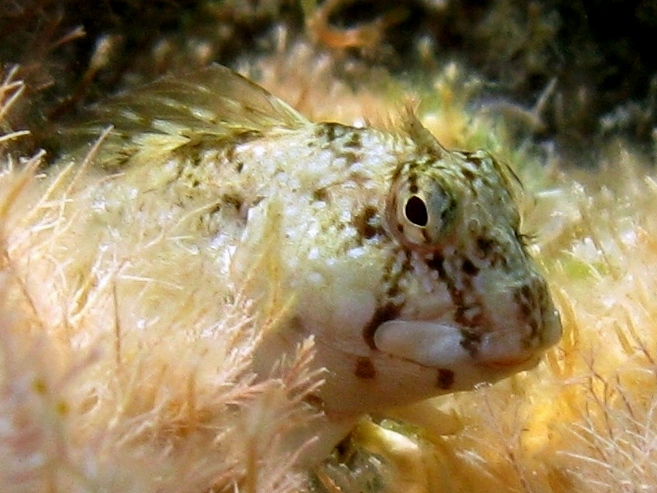 Coryphoblennius galerita (Linnaeus, 1758)